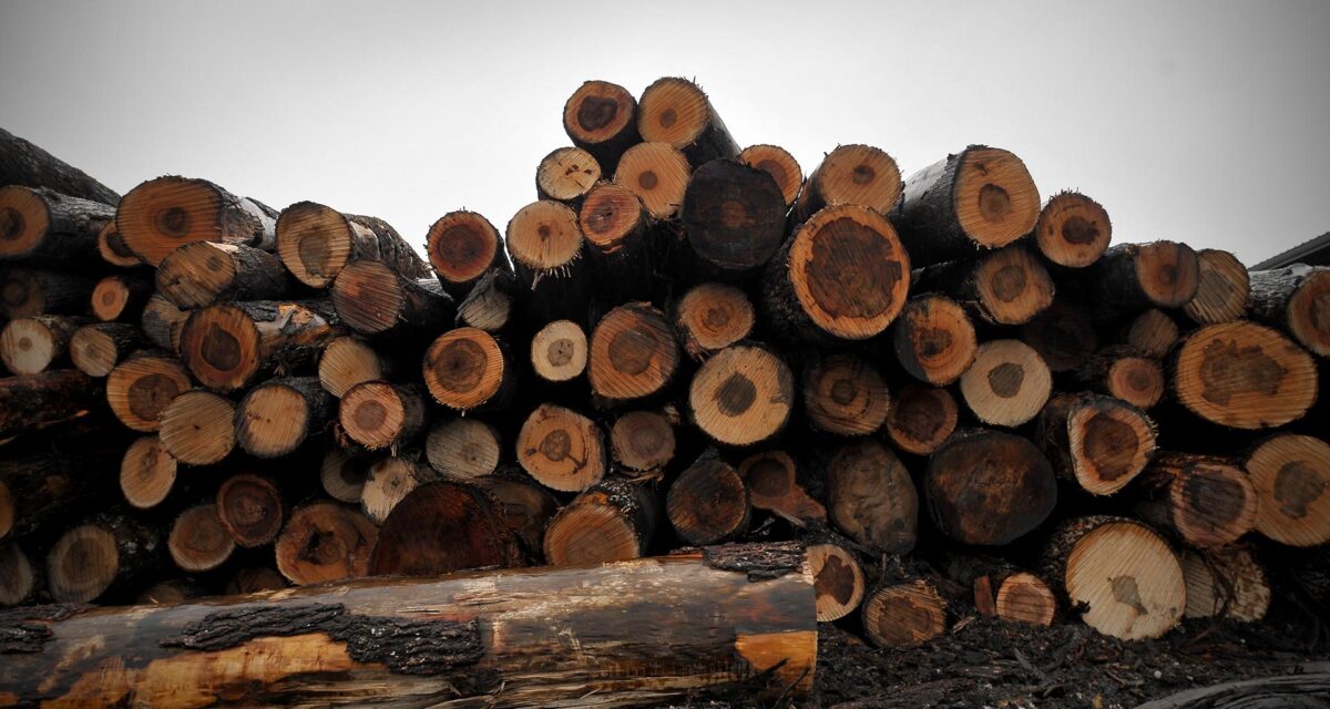 Timber Transport in Southern Mindanao